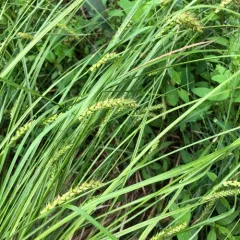 inflated sedge thumbnail 2