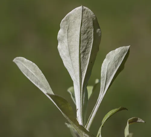 plantain-leaved pussytoes