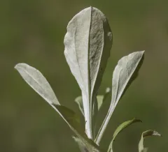 plantain-leaved pussytoes thumbnail 1