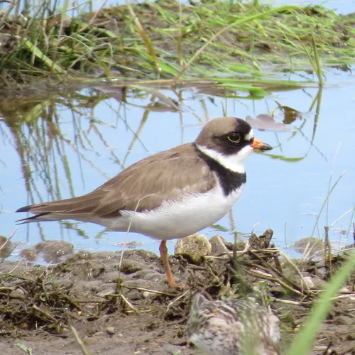 Semipalmated Plover