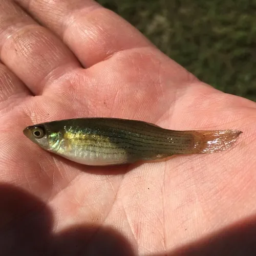 Northern Starhead Topminnow