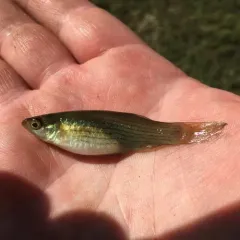 Northern Starhead Topminnow thumbnail 1