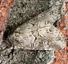 Lacinipolia lustralis thumbnail 3