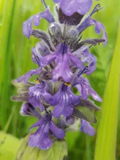 Blue Bugle thumbnail 1