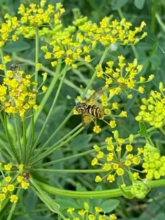 Yellow-throated Meadow Fly thumbnail 2