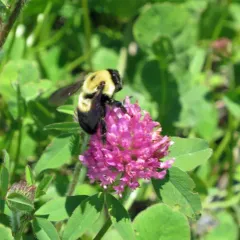 Brown-belted Bumble Bee thumbnail 2