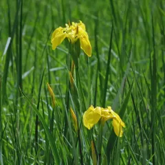 Yellow Iris thumbnail 2