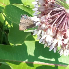 Hickory Hairstreak thumbnail 4