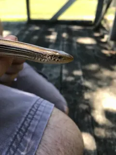 Slender Glass Lizard thumbnail 4