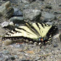 Canadian Tiger Swallowtail thumbnail 2