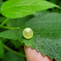 Wood Nettle Gall Midge thumbnail 2
