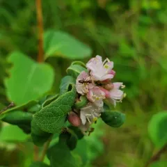 Western Snowberry thumbnail 3