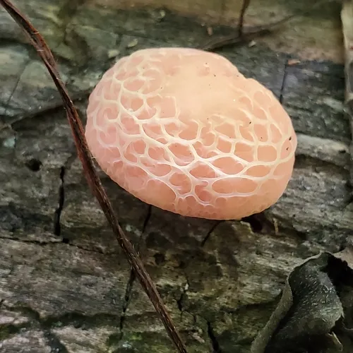 Wrinkled Peach