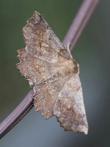 Effective Euchlaena Moth