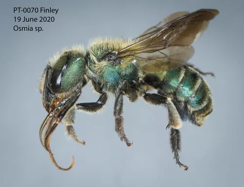 Osmia nemoris