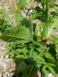 Spiked Speedwell thumbnail 2