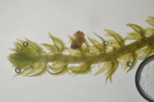 Tetralophozia filiformis
