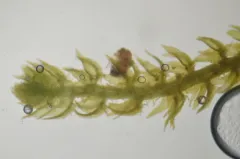 Tetralophozia filiformis thumbnail 1