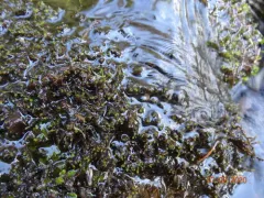 Dwarf Flapwort thumbnail 3