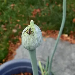 Western Lynx Spider thumbnail 2