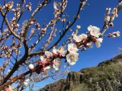apricot thumbnail 2