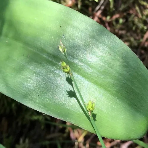 Brownish Sedge
