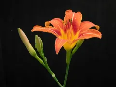 orange day-lily thumbnail 5