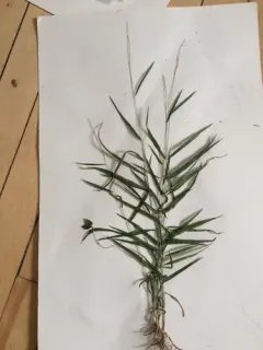 Slim-flower Muhly thumbnail 2