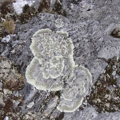 Concentric Ring Lichen