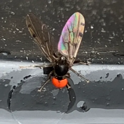 Syneches simplex
