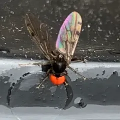Syneches simplex thumbnail 1