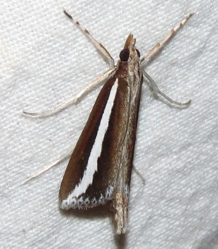 Reed-boring Crambid Moth