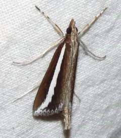 Reed-boring Crambid Moth thumbnail 1