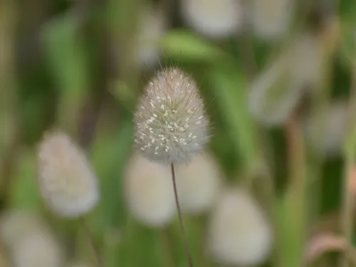 Hare's Tail Grass
