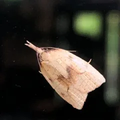Mosaic Sparganothis Moth thumbnail 4
