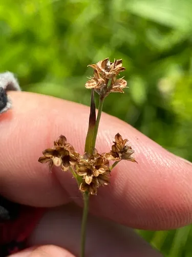Bulbous Woodrush