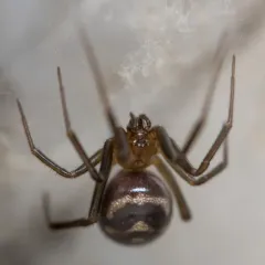 False Black Widow thumbnail 4