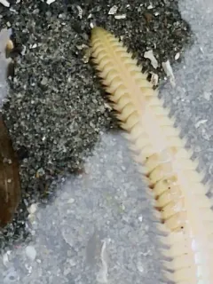 Nephtys caecoides thumbnail 2