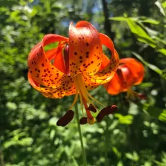 Michigan lily thumbnail 4