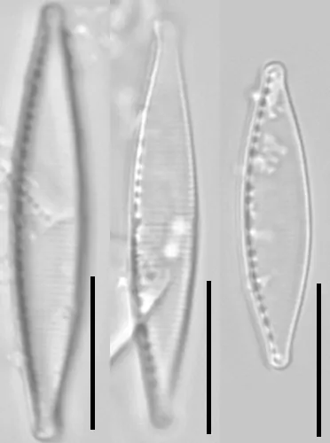 Nitzschia pseudofonticola
