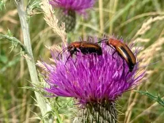 Orange Blister Beetle thumbnail 3