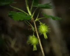 trailing gooseberry thumbnail 3