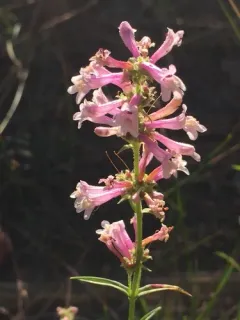 Peck's Penstemon thumbnail 3