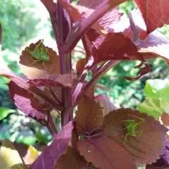 Speckled Bush-cricket thumbnail 2