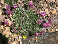 whiproot clover thumbnail 3