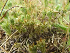 Common Cudweed thumbnail 4