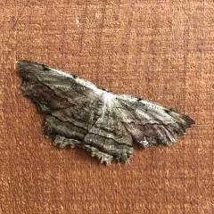 Common Lytrosis Moth thumbnail 4
