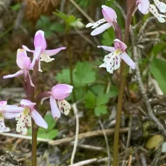 Small Round-leaved Orchid thumbnail 2