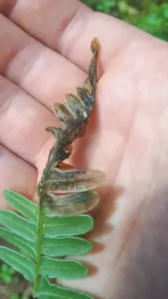 Chirosia spinosissima thumbnail 4
