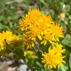 northern goldenrod thumbnail 4